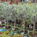 Levanduľa úzkolistá (Lavandula angustifolia) ´HIDCOTE´ - výška 30-50 cm, kont. C1,5L - NA MINI KMIENKU